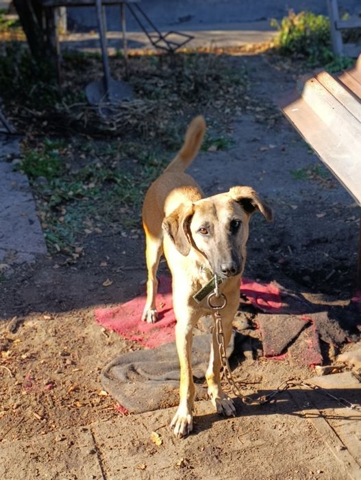 Щенок ищет хозяина !