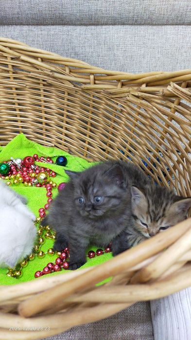 Продам шатланских котят