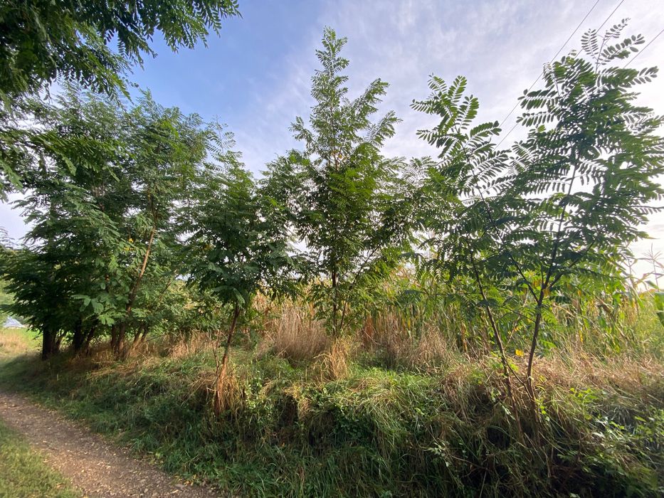 Teren intravilan de vânzare - Pătrauți, Suceava
