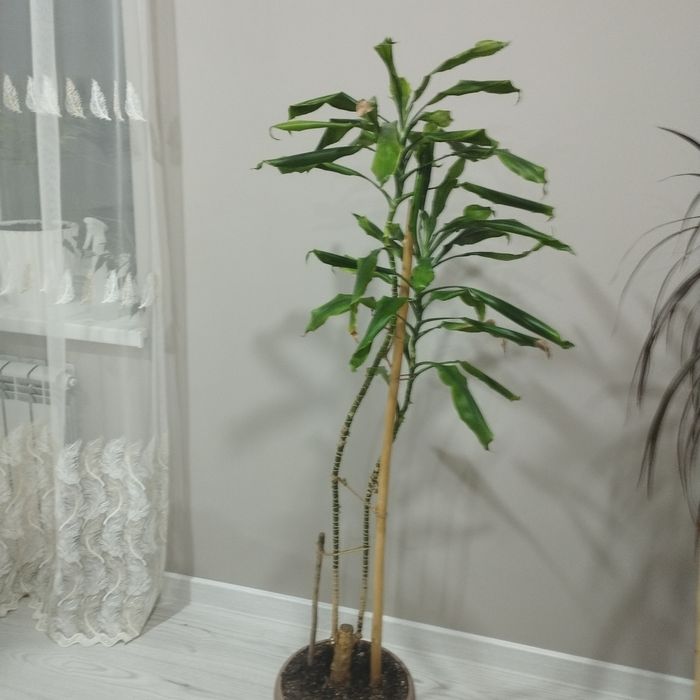 Продам комнатные цветы