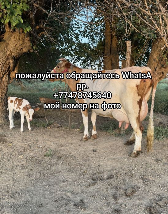 Продаю молодую корову с телёнком.