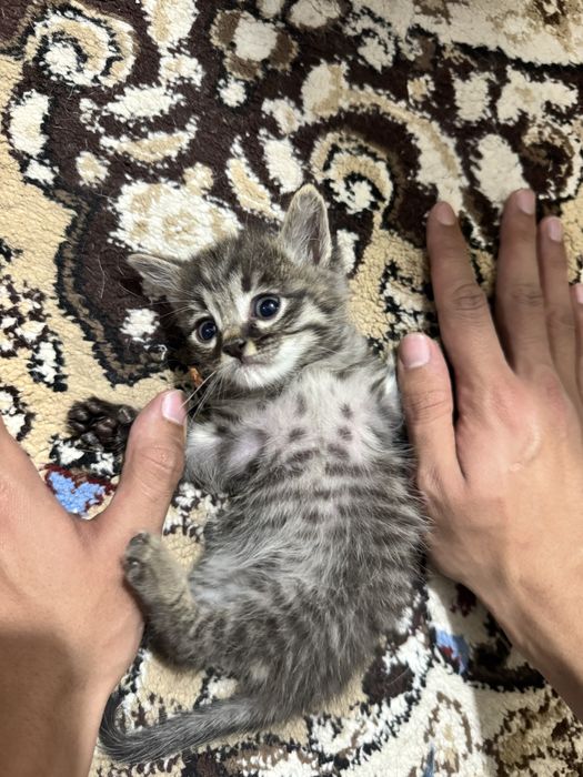 Отдам на хорошие руки