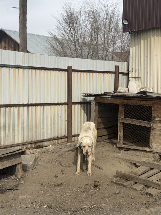 Собака алабай, алабай ит