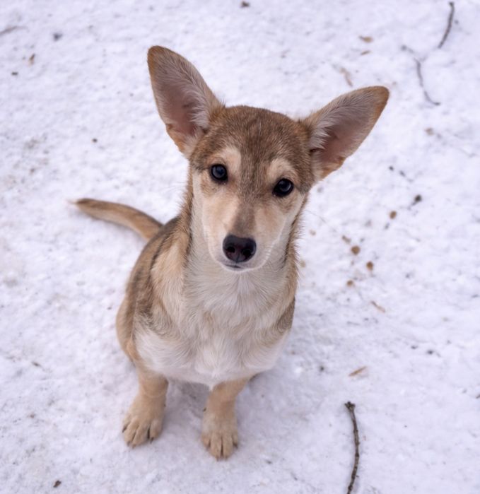 Отдам щенка в хорошие руки