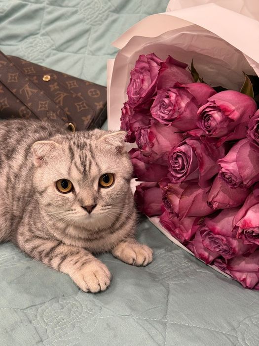 Продам Шотландского вислоухого кота