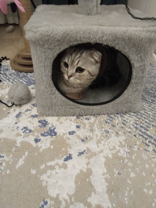 Сүйкімді шотланд