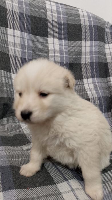 Щенята бесплатно