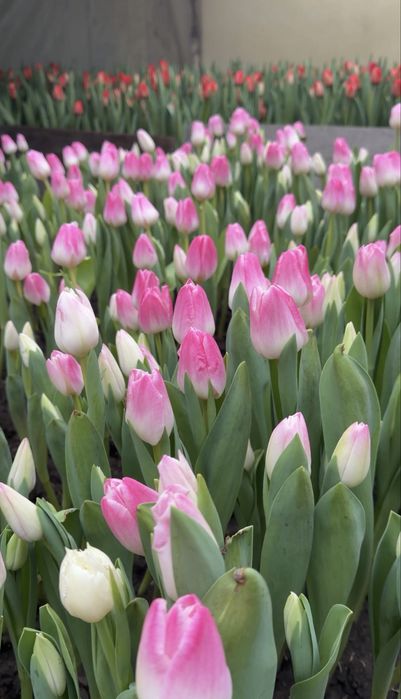 Тюльпаны Алматы-Выгодные цены!
