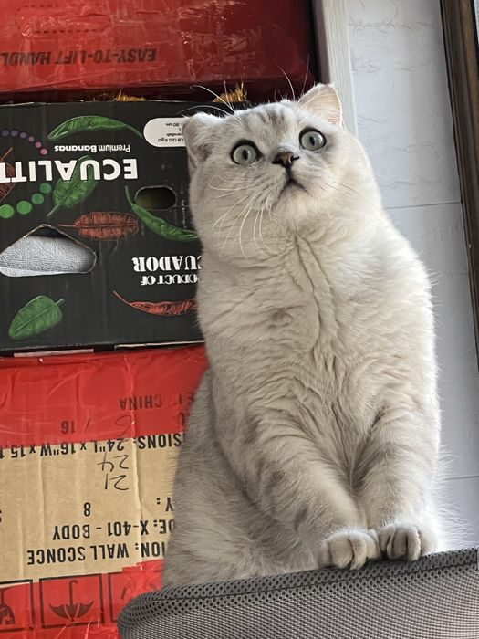 Ogil bola, Britanski Skotish fold seribristiy okras 11 oylik mushuk