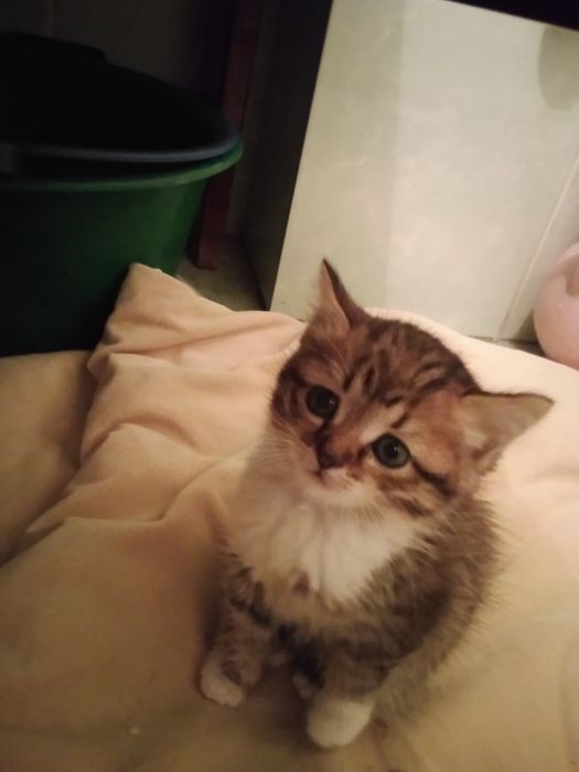 Котенок бесплатно