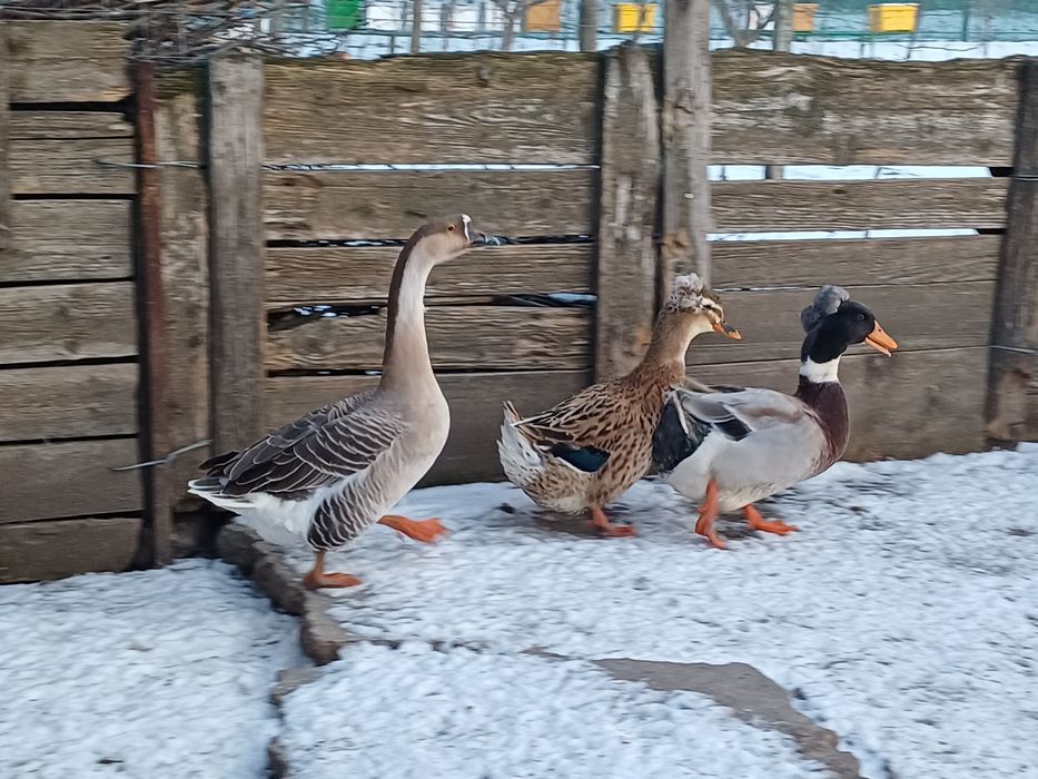 Rățoi motat, rata motata, gascan si gasca