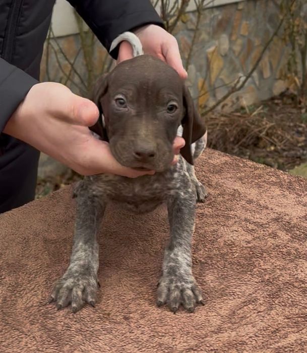 Brac German cu Pedigree