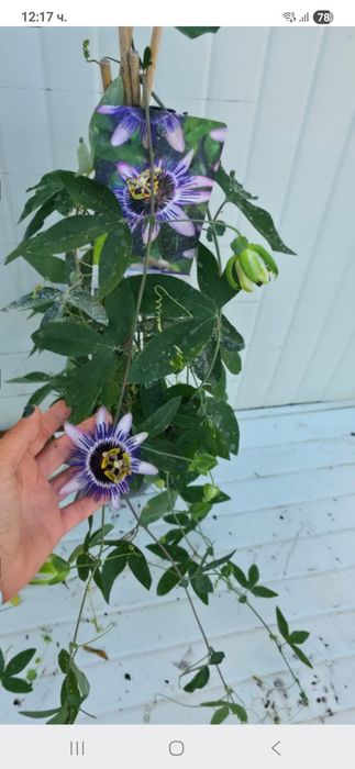 Продавам Пасифлора