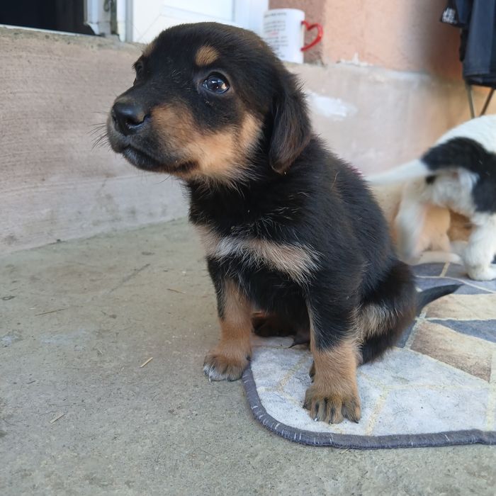 10 cățeluși drăgălași și jucăuși își caută famile.Au 4 săptămâni, provin din rasa Copoi Ardelenesc. Menționez că cățeluși nu sunt rasă pură.Adoptie!