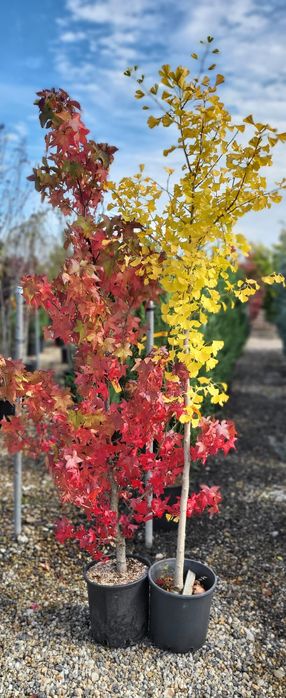 Arborele De Guma (Liquidambar )