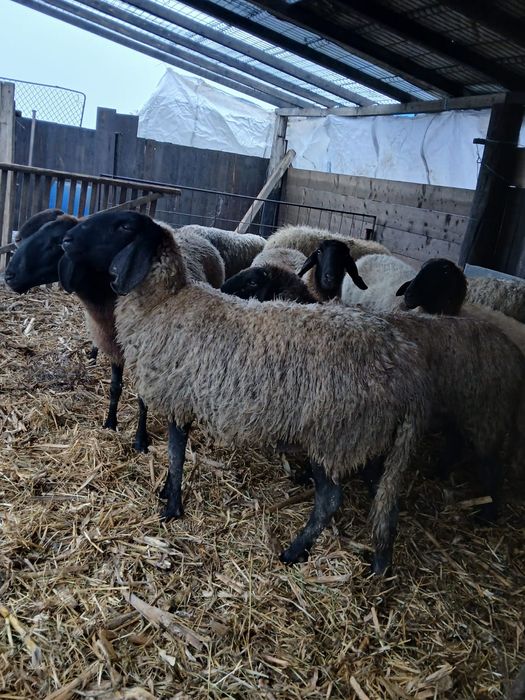 Vand  11 oi carabase tinere la primul miel