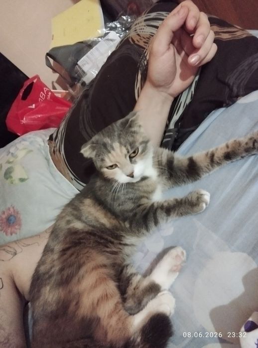 Отдам кошку в хорошие руки