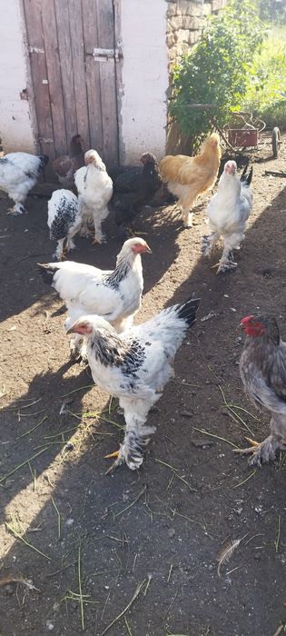De vânzare cocoși brahma herminat deschis și galbeni unu negru