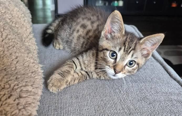 Котёнок мальчик Лёва ищет семью