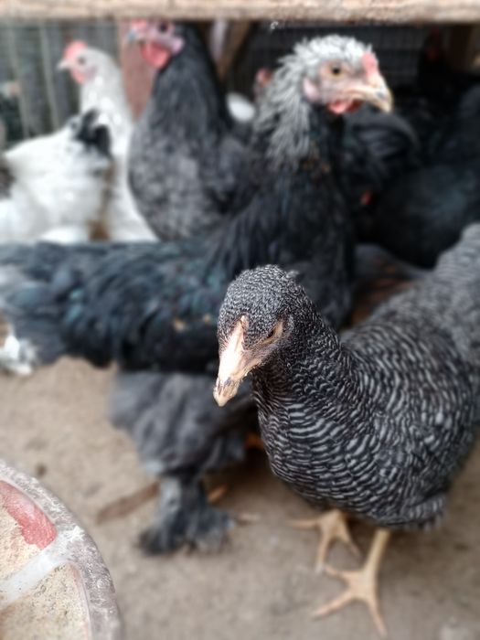 Vând cocoși diferite rase