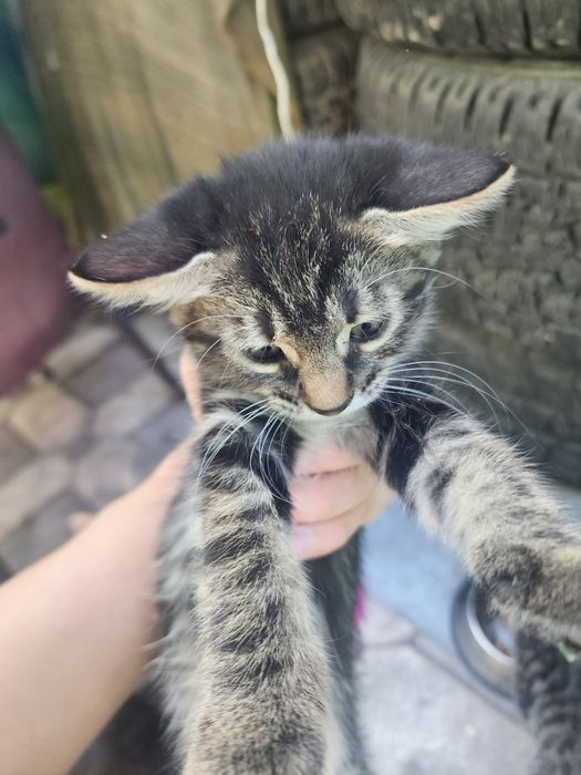 Отдаём котят, 2 месяца, очень спокойные, ручные