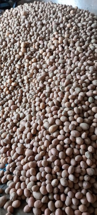 Cartofi pentru animale