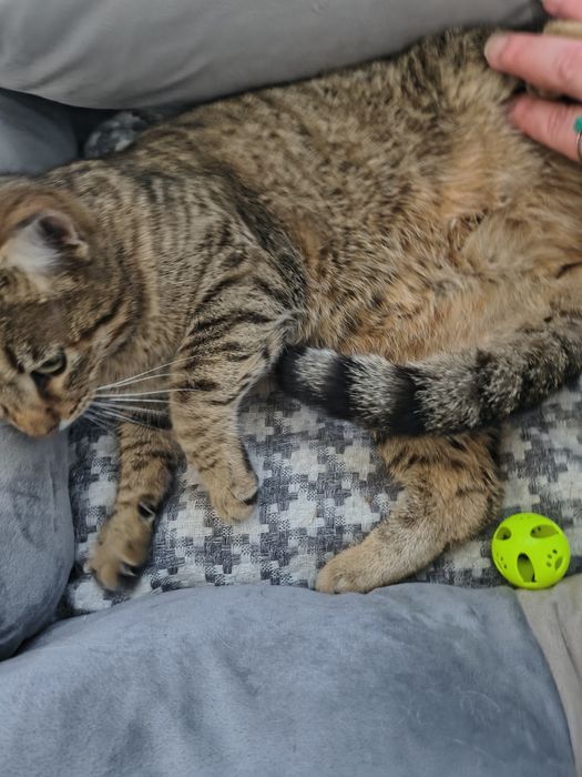 Мими търси любящ и отговорен дом.