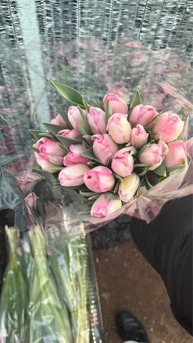 Тюльпан Огромные