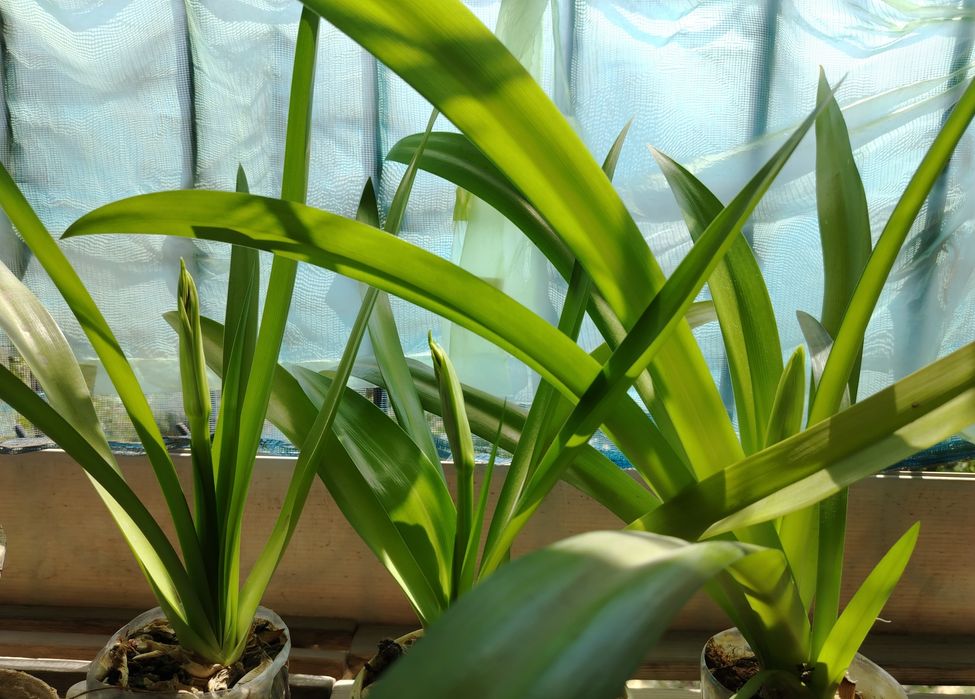 Белая лилия Панкрациум!Необыкновенный цветок!!