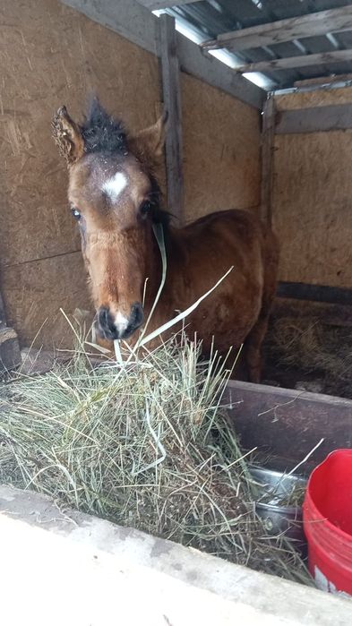 Продается лошадь