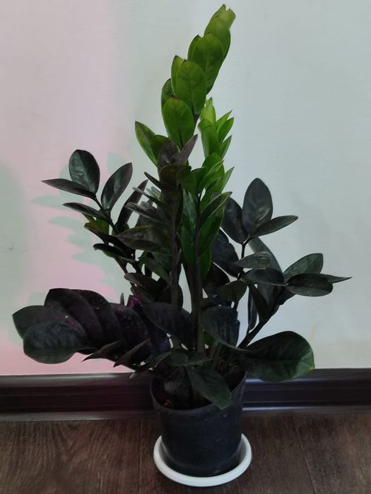 Замиокулькас Равен