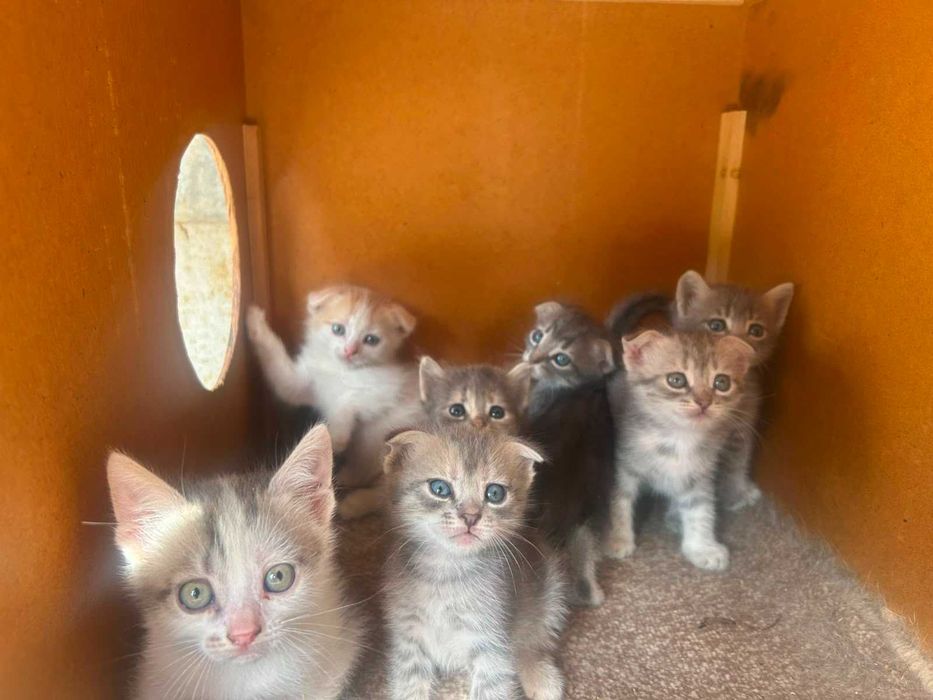 Отдам котят в добрые руки