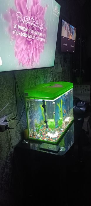 Аквариум аквариум