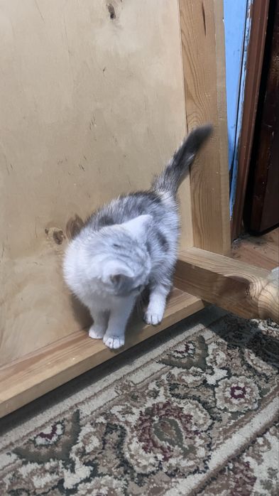 Котеннок серебристая шиншила