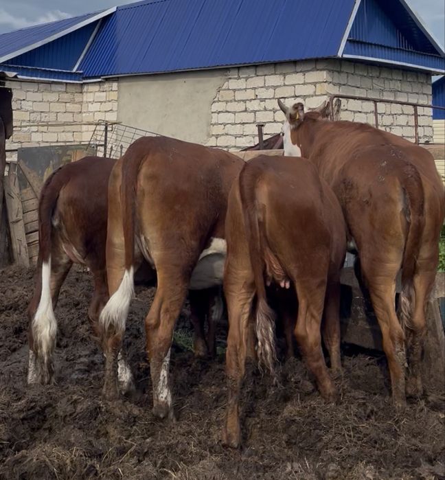Продам молодых тёлок крс