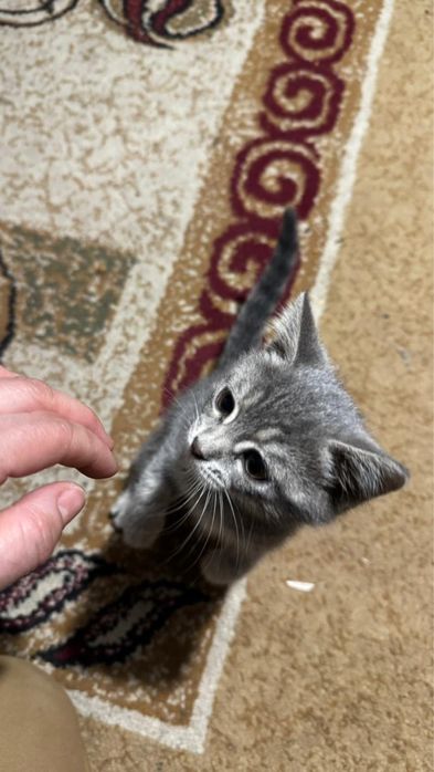 Котята шотландцы 2 месяца