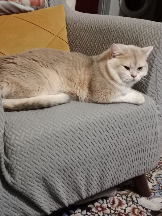 Вязка   Кот Золотая Шиншилла.