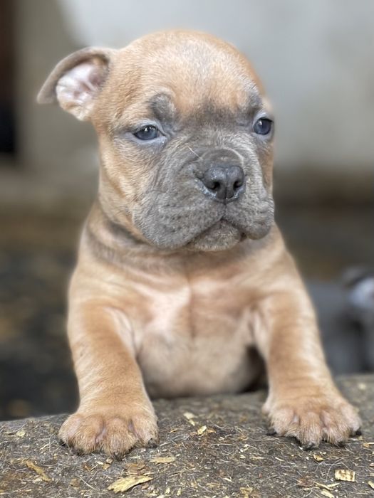 Американский булли