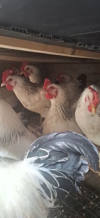 Adler  tuxumlariga zakaz olamiz.