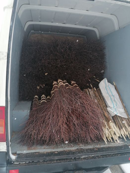 Maturi nuiele mesteacăn