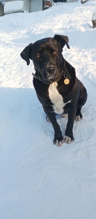 Ищем дом собачке