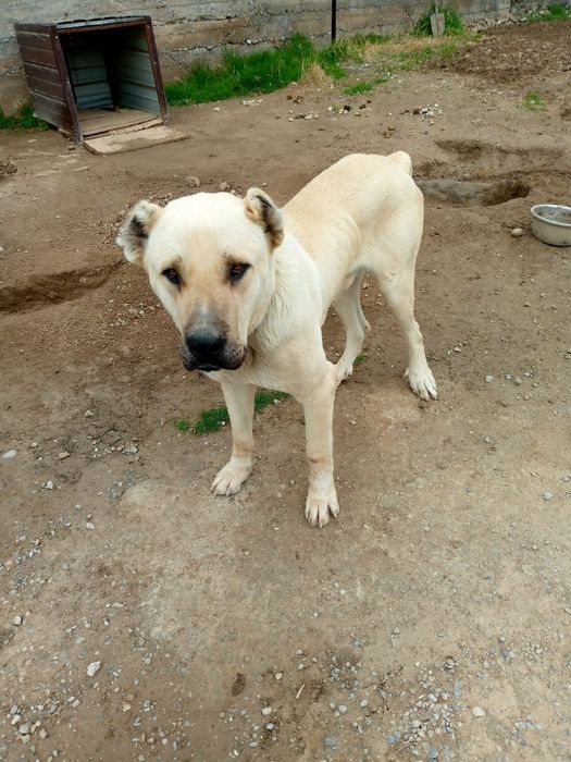 Продаётся собака породы Кангал