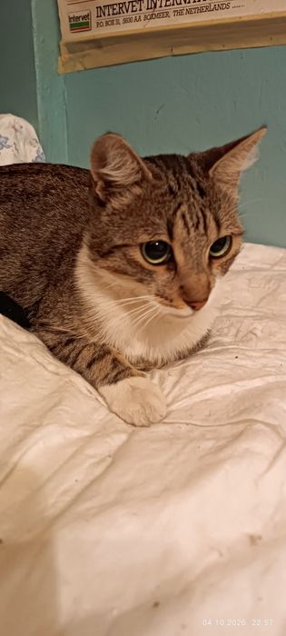 Подарявам мъжко коте на 11 месеца кастрирано