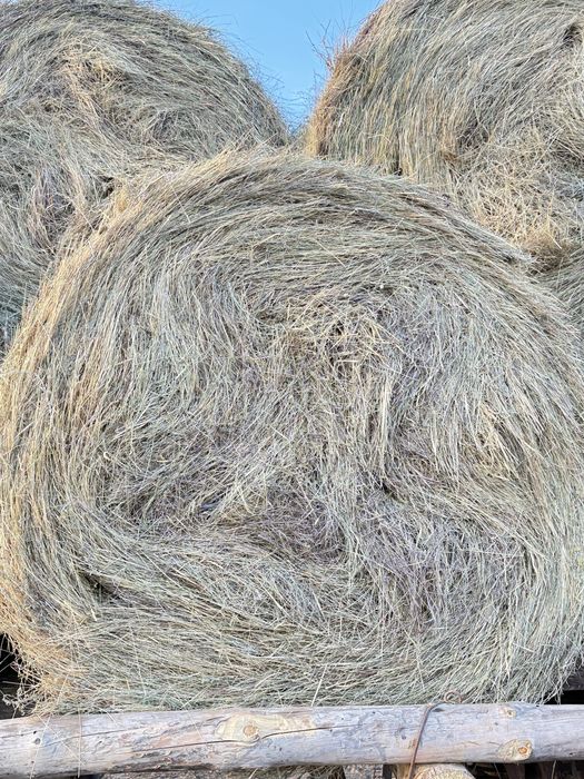 Продам качественное прессованное сено в рулонах