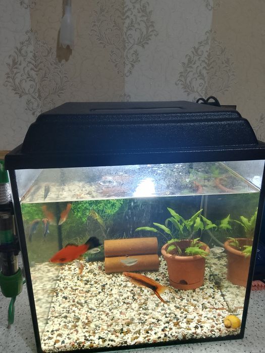 Продам Аквариум 40л.С рыбками.