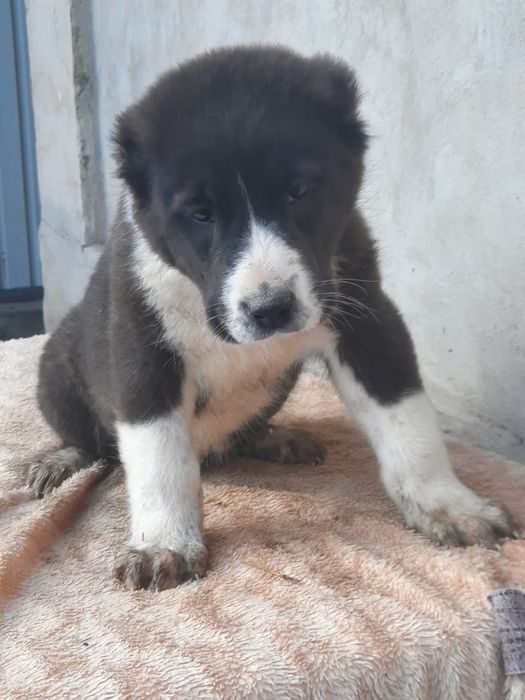 Щенки САО Алабай