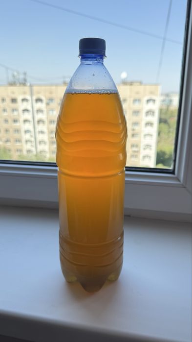 Домашняя комбуча