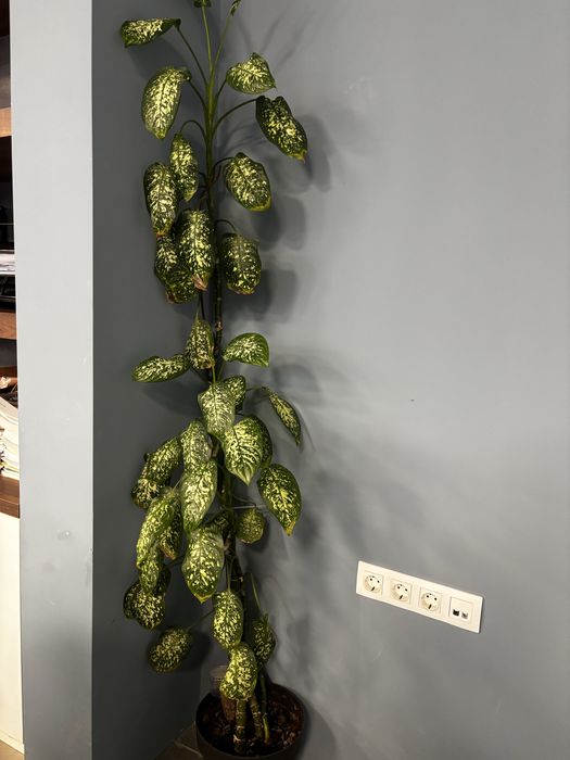 Стайно растестение, вечно зелена , дефенбахия