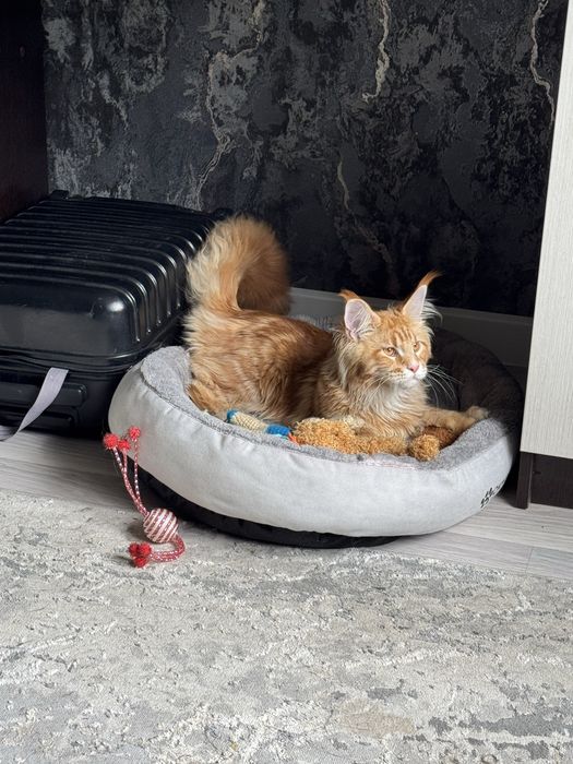 Котенок мейн кун