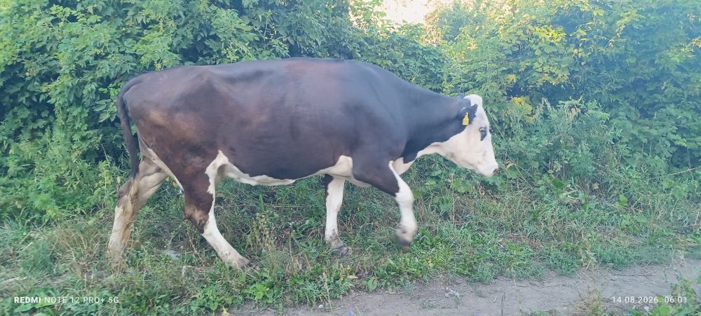 Продам корову молочную